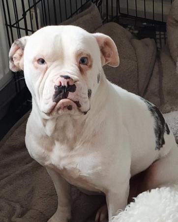 Image 1 of Dog sitter needed for a alapaha bulldog