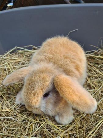 Image 21 of Adorable Dwarf Lop baby Rabbits.