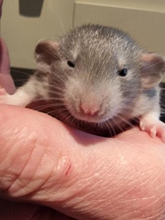 Image 2 of DUMBO RATS 2x Males AVAILABLE!! Cute!!