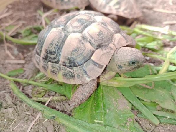 Image 4 of Hermann tortoises 9 month old, 2 and 4 year olds from £80