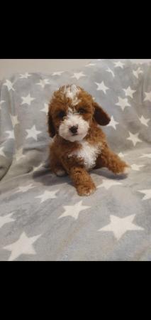 Image 13 of F1BB Cavapoo pups Red Apricot ready now
