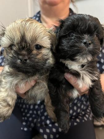 Image 7 of 6 x shihtzu x puppies for sale