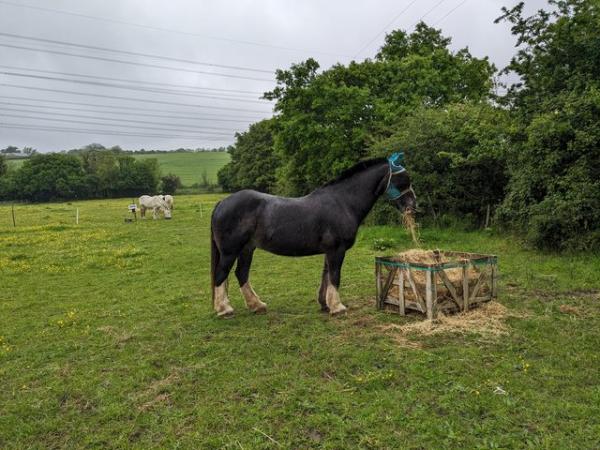 Image 1 of Sharer wanted for 15.1 light weight cob