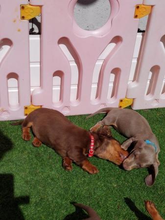 Image 8 of READY NOW KC MINI DACHSHUNDS