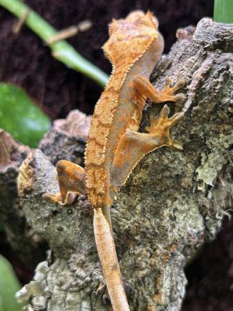 Image 4 of Crested gecko juveniles
