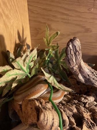 Image 3 of 3year old rosy boa for sale