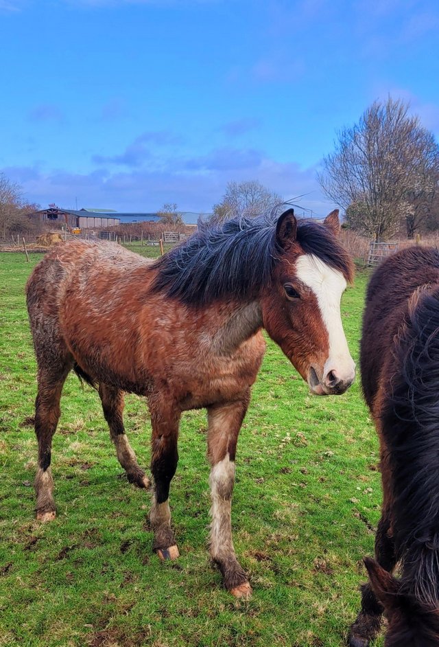 Preview of the first image of 9month Roan New Forest X Filly.