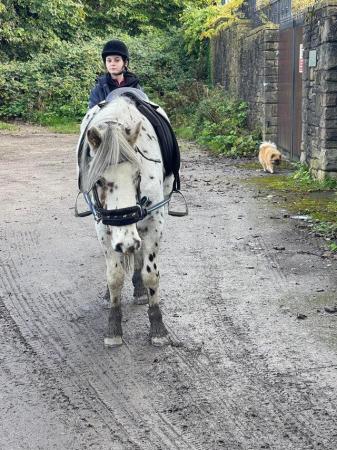 Image 2 of 13 hh pretty spotted gelding for sale