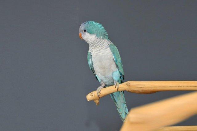 Image 5 of Baby Blue Quaker talking parrots,19