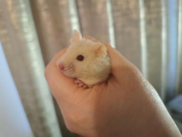Image 2 of Baby syrian hamster long haired and short haired