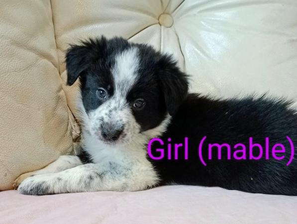 Image 9 of Stunning litter of collies