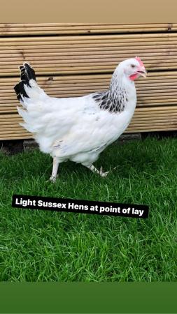 Image 3 of Point of lay hens in a large range of breeds.