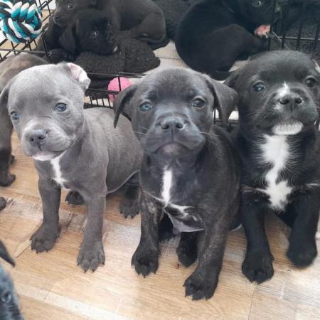 Image 1 of Gorgeous Staffy Cross Puppies