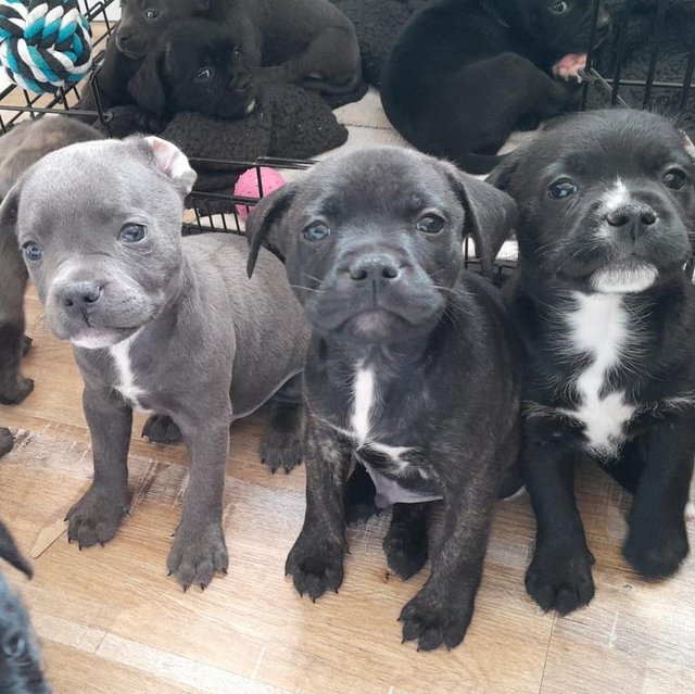 Preview of the first image of Gorgeous Staffy Cross Puppies.