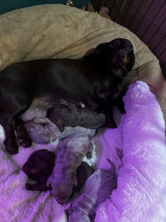 Image 3 of Isabella Tan and chocolate tan miniature dachshund pups