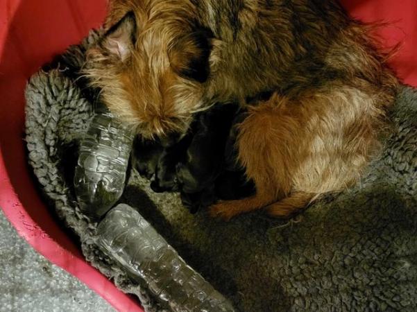 Image 5 of REDUCED KC registered Border Terrier Puppies