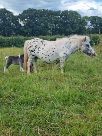 Image 3 of Registered spotted pony with filly foal at foot