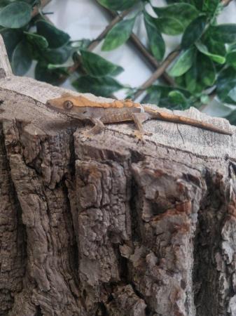 Image 4 of Exquisite Crested Gecko Ready for a Loving Owner
