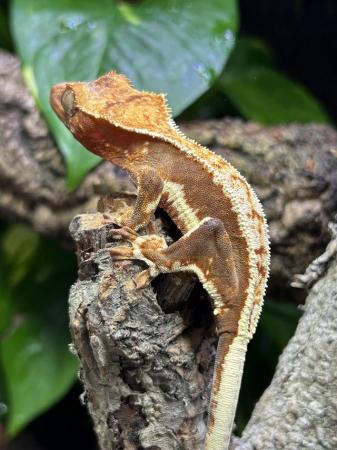 Image 2 of Crested gecko juveniles