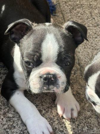 Image 16 of KC Reg Exceptional Boston Terrier Puppies