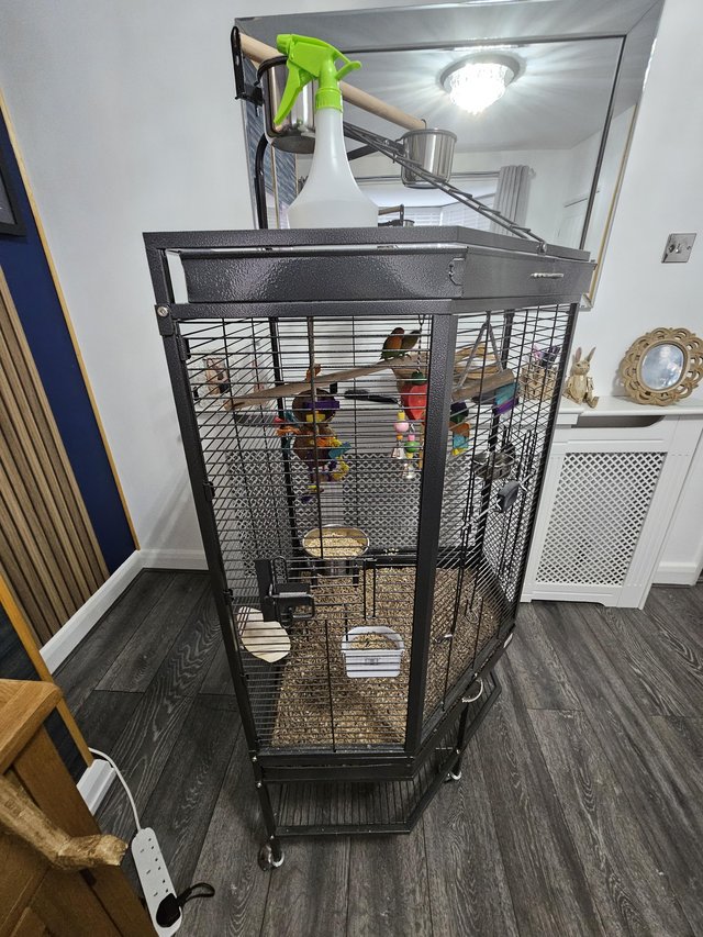 Preview of the first image of Pair of love birds with new cage.