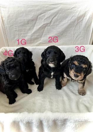 Image 1 of F2 Cockapoo Puppies Pra & Fn Clear  REDUCED