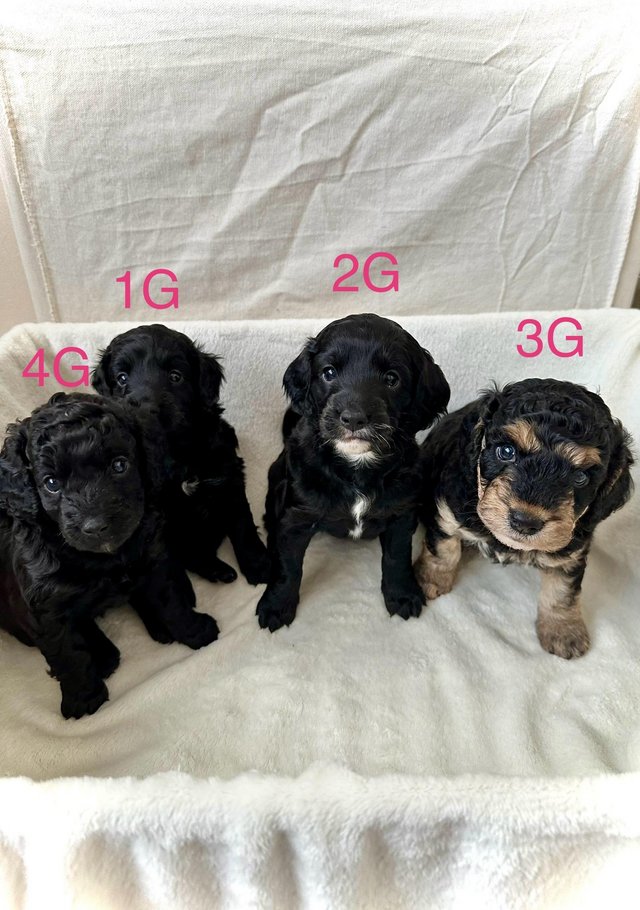 Preview of the first image of F2 Cockapoo Puppies Pra & Fn Clear  REDUCED.