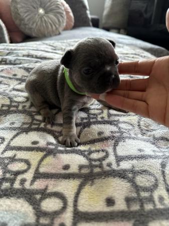 Image 28 of French bulldog Puppys quality litter PP avail