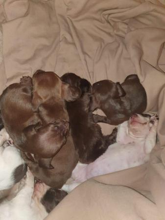 Image 11 of 8 week old mini dach x Springer spaniel pups