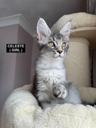 Image 17 of MAINECOON KITTENS - SUPREME CHAMPION BLOODLINE
