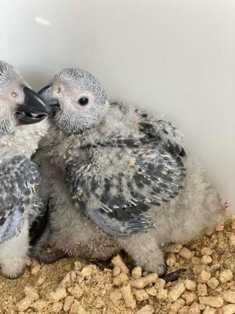 Image 4 of Gorgeous handreared baby African Greys