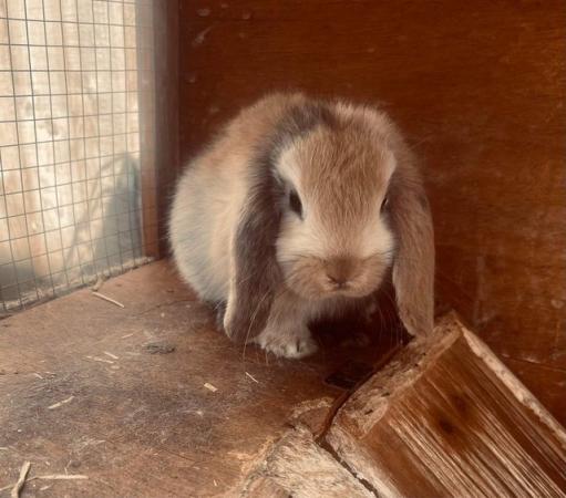 Image 2 of Baby rabbits for sale ready now