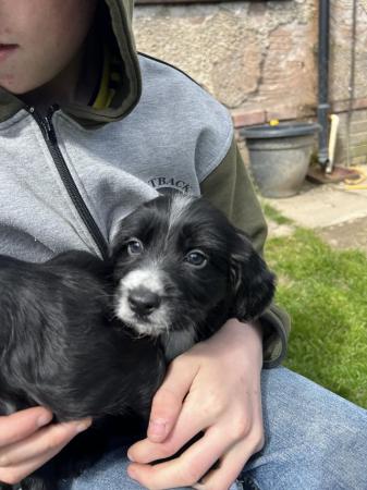 Image 6 of Cocker/Sprocker puppies for sale