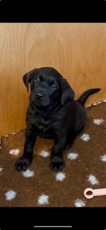Image 5 of 7 week old Labrador puppies for sale
