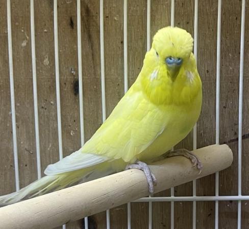 Image 1 of Adult yellow Budgie for sale