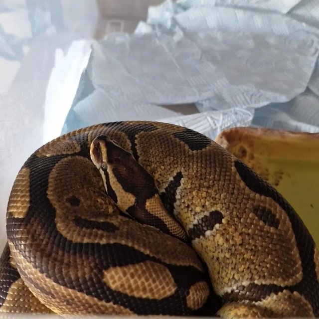 Preview of the first image of Ball python massive sale, three adults 4 cb23s.
