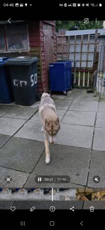 Image 7 of Siberian Husky 17 months old NOW SOLD