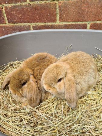 Image 5 of Adorable Dwarf Lop baby Rabbits.