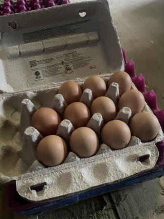 Image 2 of Rhode Island Red hatching eggs