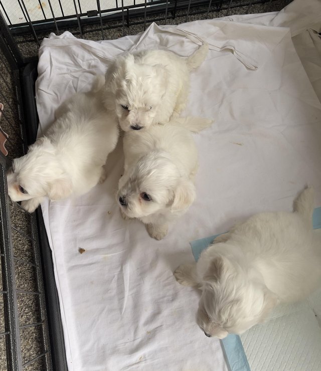 Preview of the first image of Gorgeous Maltese Puppies Looking For Their Forever Homes.