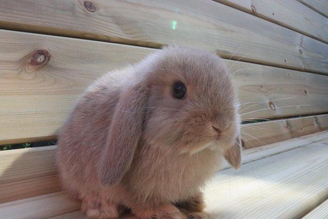 Image 7 of Mini lop baby rabbits male and female