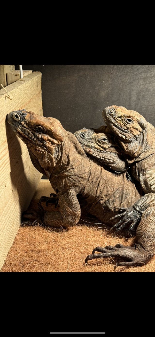 Preview of the first image of Rhino iguana group x2 female one Male (Proven).