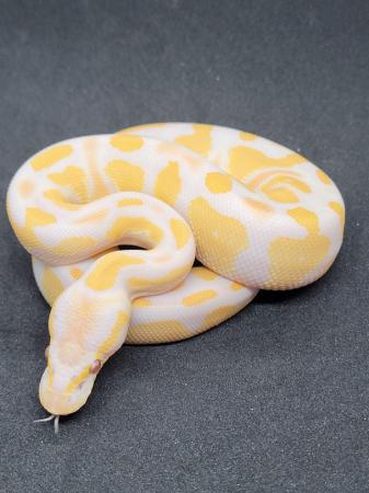 Image 5 of Various ball pythons for sale 2021-2023