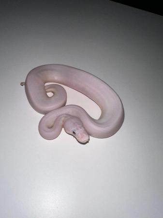 Image 6 of Royal Pythons Pied Clown Highway Ivory BEL Adults and CB23