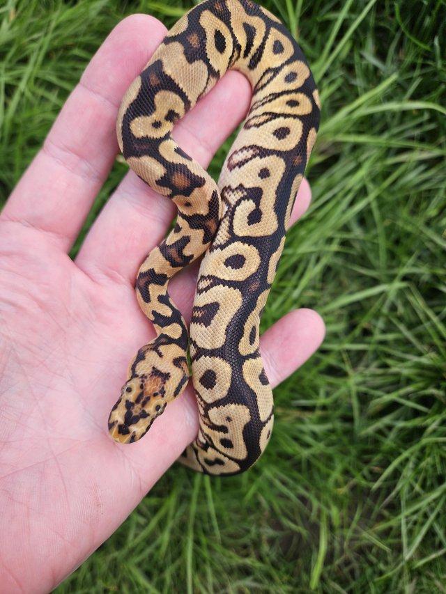 Preview of the first image of Female Spotnose Clown Ball Python.