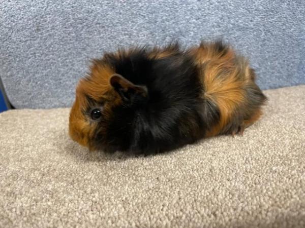 Image 1 of Abyssinian Male Guinea Pig for Rehoming