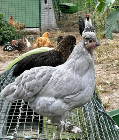 Image 12 of Silkie, aracuana and green egger chicks-also growers
