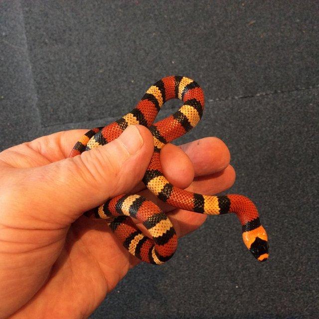 Preview of the first image of Honduran milksnake TRI COLOUR.