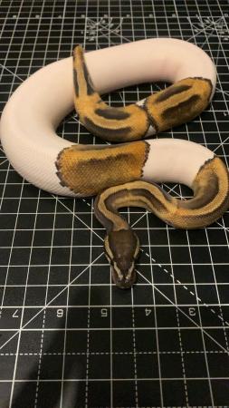Image 1 of 2023 Male Ghi Pied (leopard) Ball Python Royal Snake