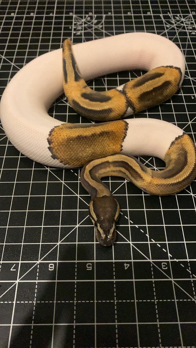 Preview of the first image of 2023 Male Ghi Pied (leopard) Ball Python Royal Snake.